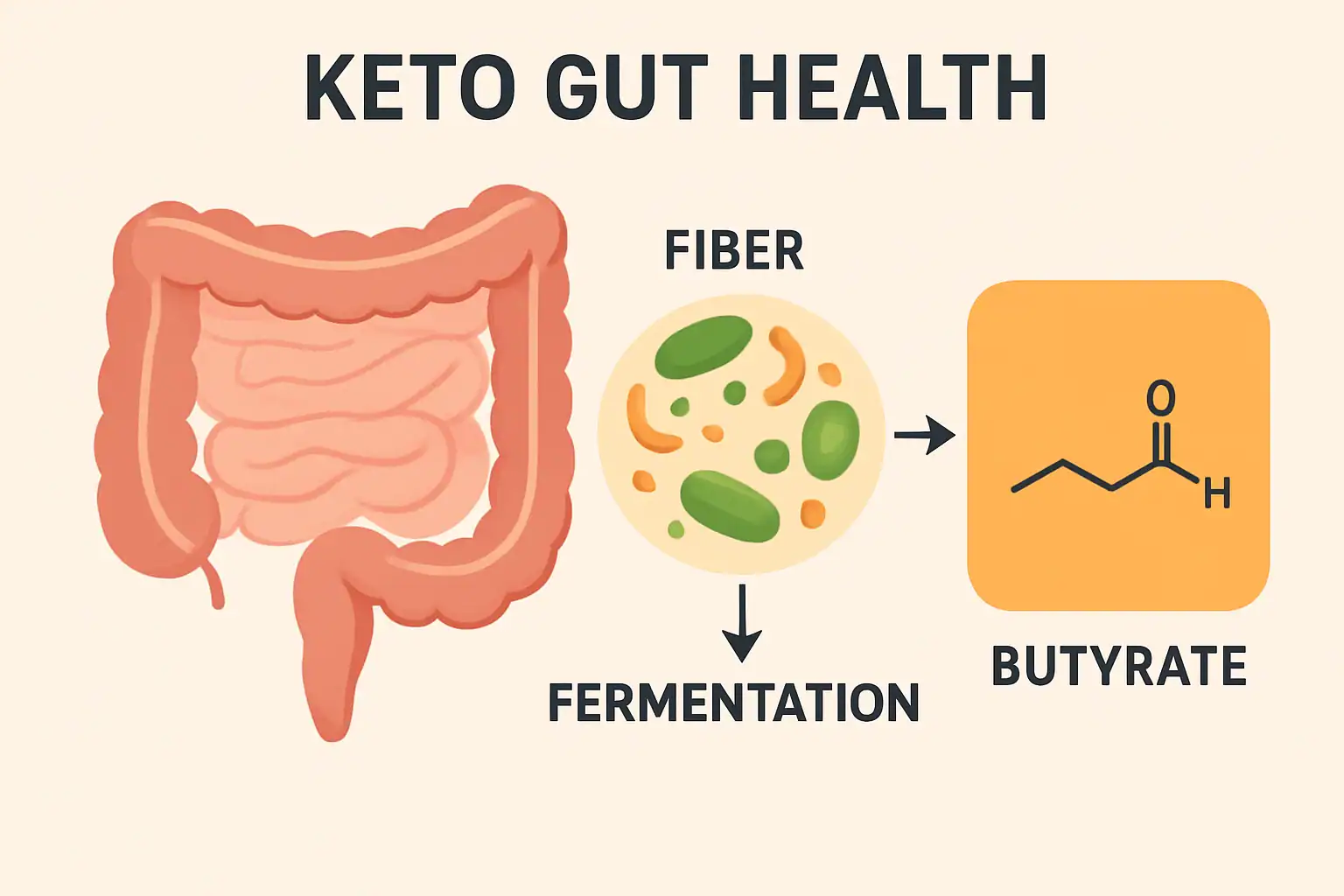 keto-gut-health-diagram-showing-fiber-fermentation-and-butyrate-production